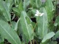 Tavi növények - Anemopsis californica Kaliforniai vízipipacs